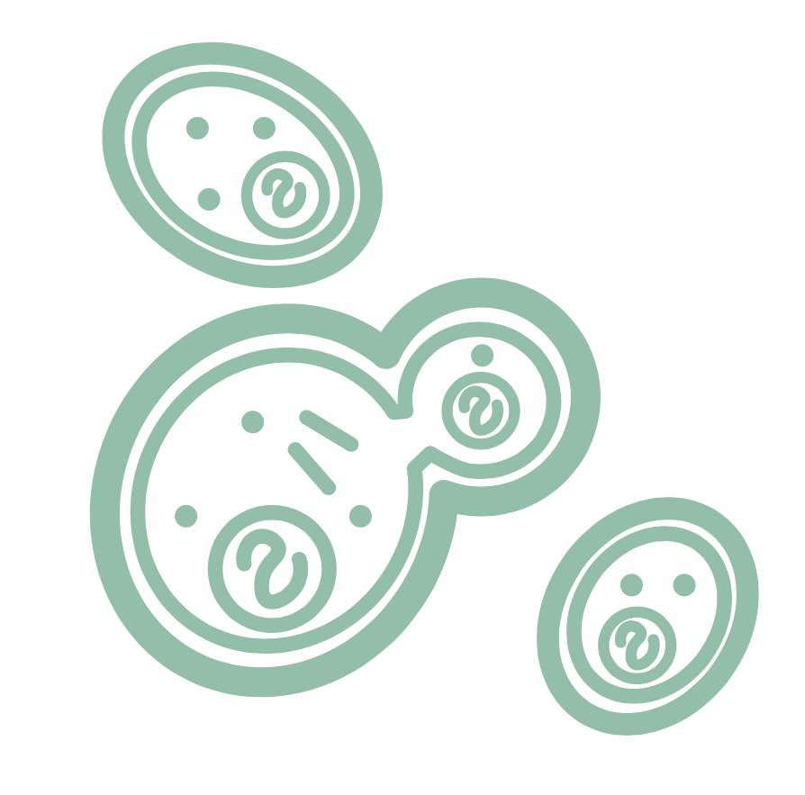 noun_budding yeast_4101508